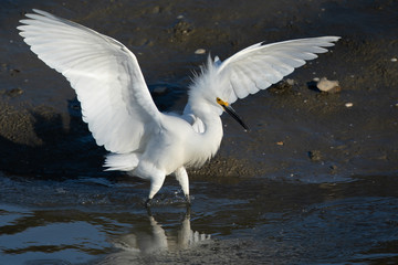 Great egret landing in a North California marsh in beautiful light