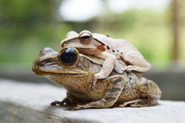 Frogs are mating on wall , Amphibians in tropical Asia , Local creature in Thailand , Reproductive system of animal , Common tree frog breeding by the male is hugged on the female back  