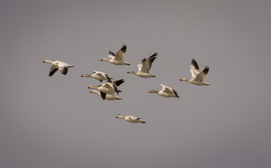 Flock of snow geeses flying toward the Arctic