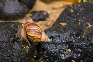 Snail on lava rock