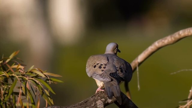 Mourning Dove Takes Flight Slow Motion 1500fps