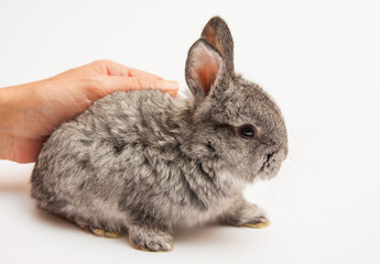 Gray small  rabbit