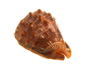 shell