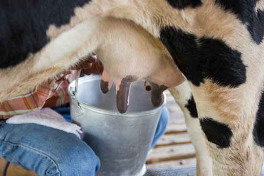 Motion imange - man hand milking a cow by hand, cow standing in the corral 