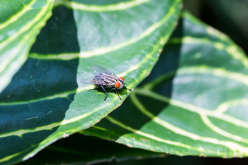 Fly perching on green leaf