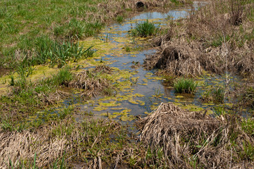 Algae in the creek