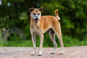 Lonely  Thai dog standing on the road