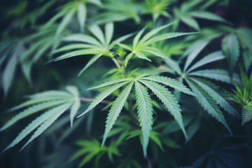 Marijuana leaves plantation.