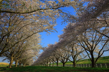 Obraz premium 桜並木