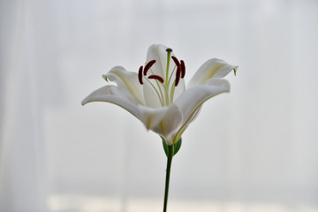 blooming lily flower