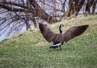 Landing Without Incident