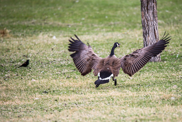 Landing On The Run