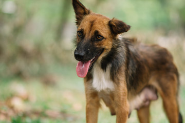 Poor Dog Infected with Rabies