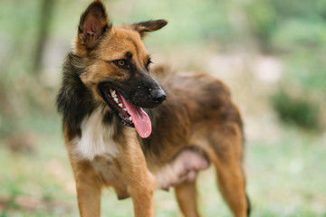 Poor Dog Infected with Rabies
