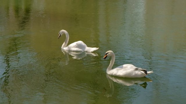 Beautiful white swans swimming in lake. Concept save places for animals.
