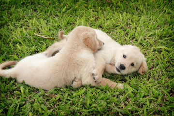 two puppy playing at ground