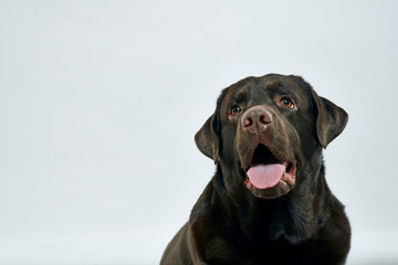 portrait of a labrador
