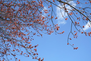 maple branches with red sprout in early spring