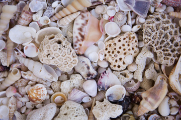 A variety of seashells. Mollusk colorful shells. Seashell texture.