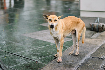 poor skinny dog © Phoomin