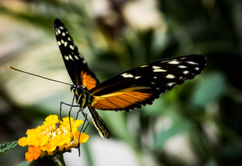 Orange and Black Butterfly