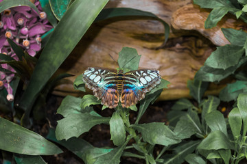 Butterfly on a Plant