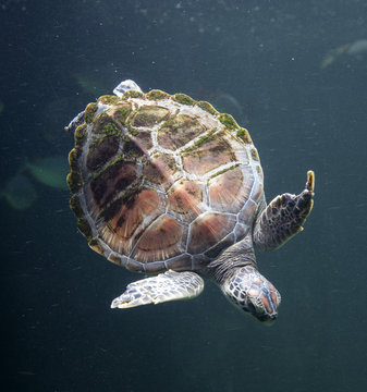 Sea turtle (Chelonioidea)