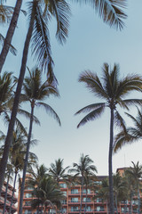 Fototapeta na wymiar Puerto Vallarta, Mexico palm trees