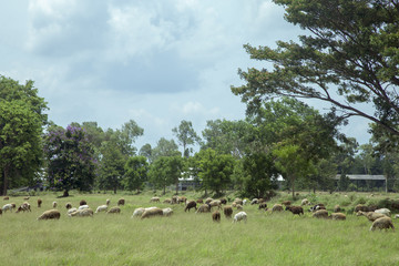 Obraz premium Sheep and goats on the meadow