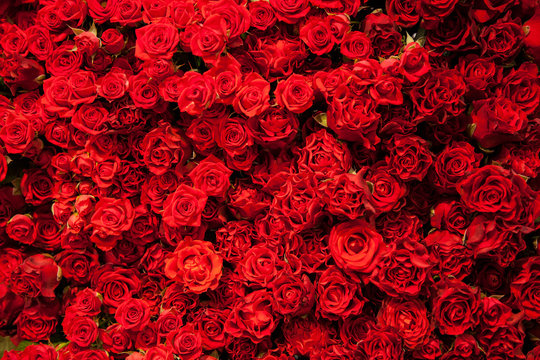 Red roses texture and background