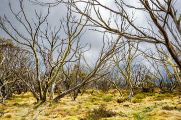 Obraz premium Snow gums in the Victorian Alps, Victoria, Australia