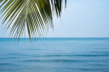 Green palm leaf on tropical beach