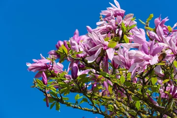 Photo sur Plexiglas Magnolia magnolia foliage blossom