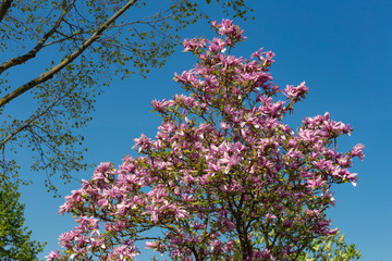 magnolia foliage blossom