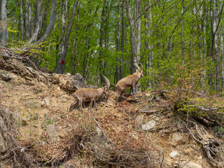 Alpine ibex or steinbock in spring season which camouflage itself in the field around the wood. Italy, Orobie Alps