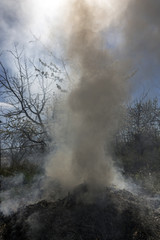 Burning of last year's dry leaves in the spring garden