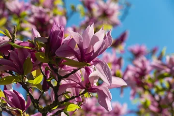Photo sur Plexiglas Magnolia magnolia foliage blossom
