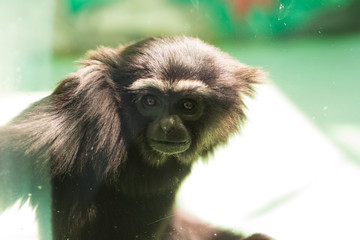 Monkey in the zoo behind