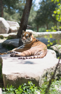 Tiger at the zoo