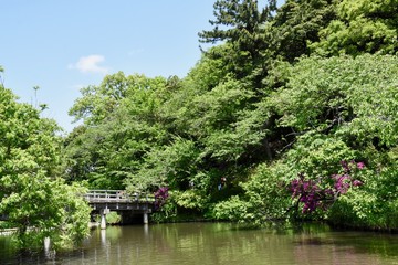 Fototapeta na wymiar 池と橋