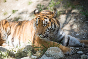 Fototapeta na wymiar Tiger at the zoo