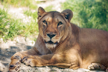 Fototapeta na wymiar Lion in the zoo resting