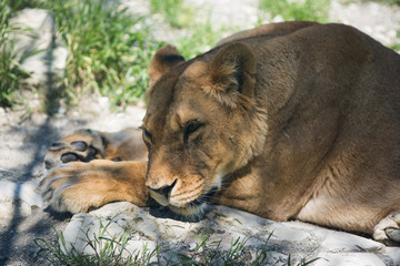 Lion in the zoo resting