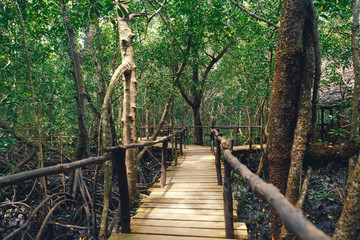 Wooden bridge dense forest Tanzania Zanzibar Jozani national park - obrazy, fototapety, plakaty