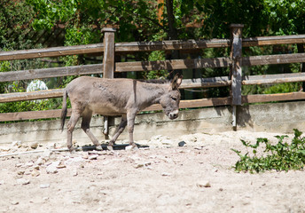 Donkey in the zoo