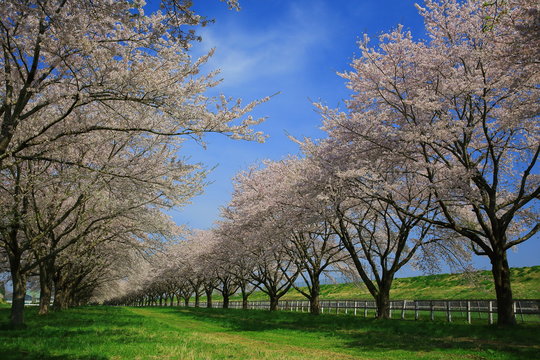 桜並木