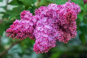 Branch of lilac on the street in may