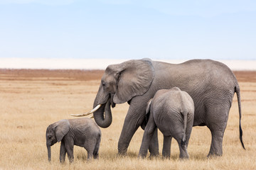 Naklejka na ściany i meble Elephant family in Mara Triangle Kenya