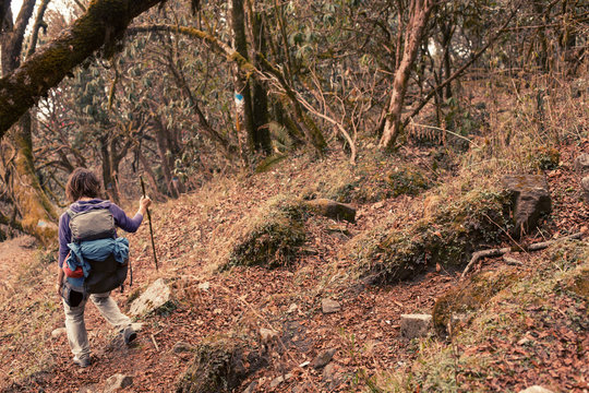 Hiker man with backpack walking in mountain jungle Rhododendron forest