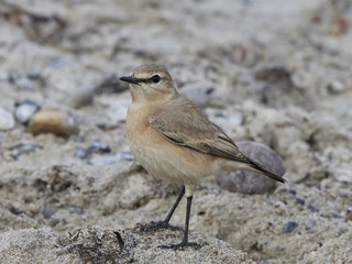 Isabelline wheatear in its natural habitat at the beach